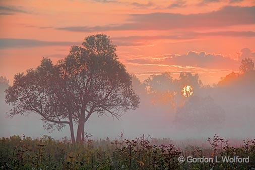 Tree In Foggy Sunrise_20397.jpg - Photographed near Smiths Falls, Ontario, Canada.